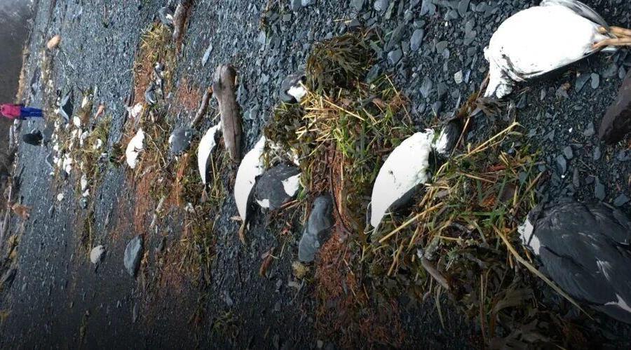 海洋里发生了什么，能让1000多万只海鸟集体死亡？
