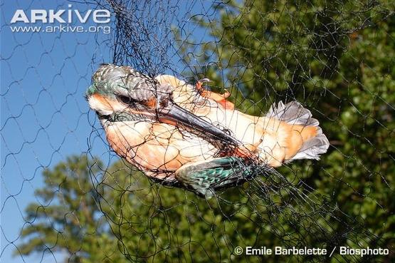 Kingfisher-caught-in-net-for-ringing.jpg