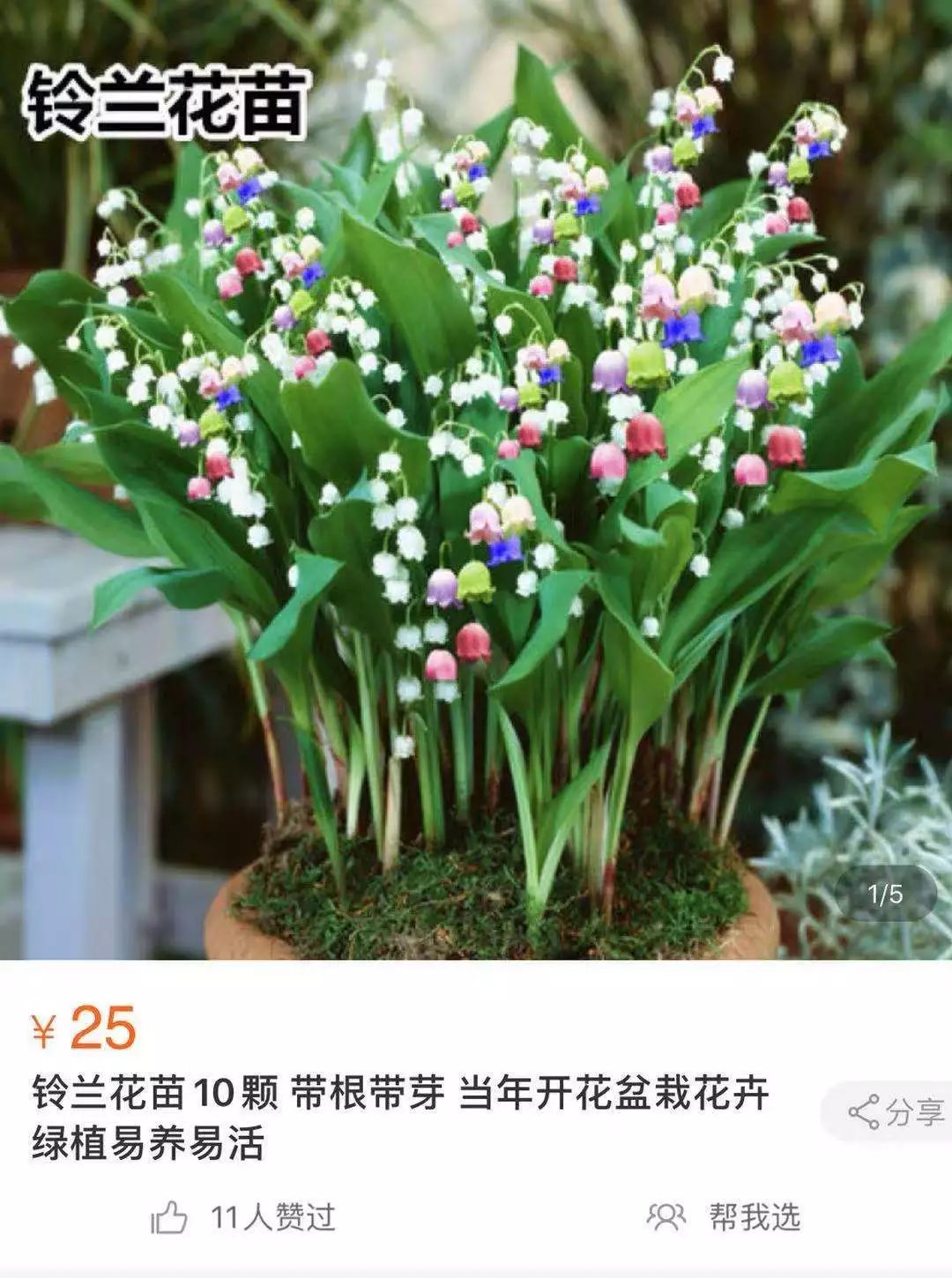 铃兰花图片_铃兰花语和寓意_铃兰花