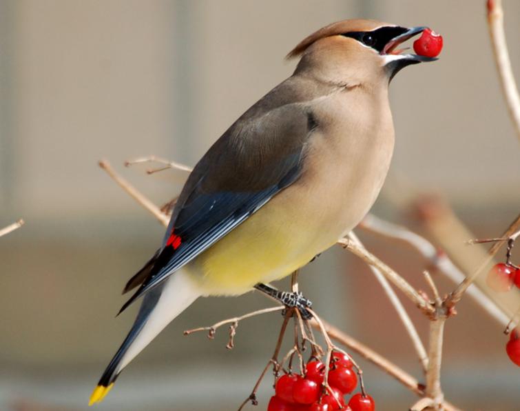 CedarWaxwing.jpg