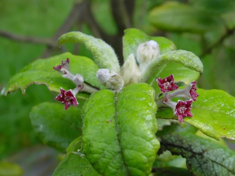 圣赫勒拿橄榄( nesiota elliptica),最后一株于2003年死亡 | rebecca