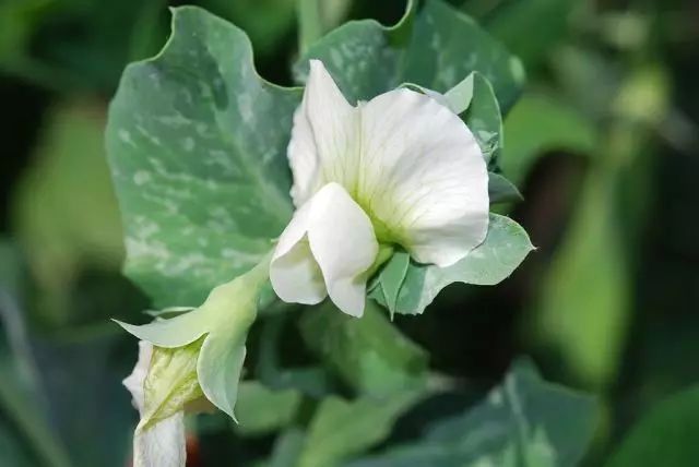 舌尖上的春天 那些能吃 好吃的野菜 果壳科技有意思