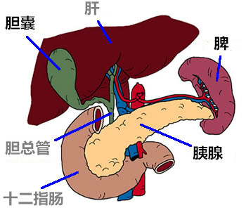 脾脏与胰腺解剖结构图图片