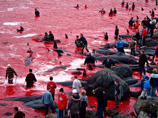 丹麦法罗群岛的捕鲸活动,捕杀对象是长肢领航鲸