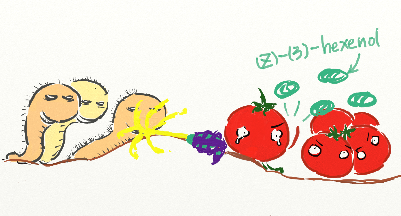 tomato3.png