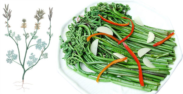 左：辽宁古果的复原图。右：餐桌上的蕨菜。图：nipic.com