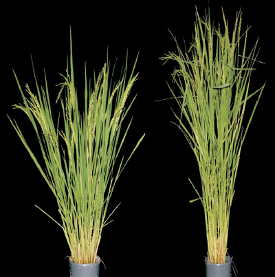 赤霉素合成障碍的水稻（左）比普通水稻（右）矮壮。 /Plant Physiology, Fifth Edition