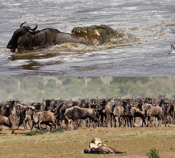 角马在迁徙过程中，往往要面临狮群和鳄鱼的重重攻击。一只正在游泳渡过马拉河的角马，被河中的鳄鱼攻击。草原上一只年轻的角马也已经成为狮子的大餐。