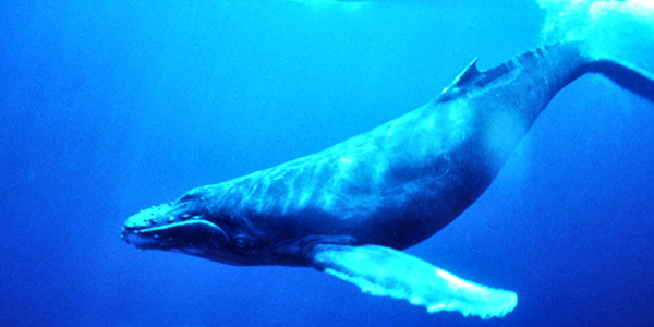 在海面下游弋的座头鲸（图片：NOAA）