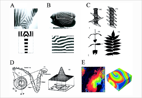生物花纹形成的模型：A) 斑马的条纹，B) 鱼的皮肤图案，C) 叶序，D) 果蝇腿的分节，E) 心律。[2]