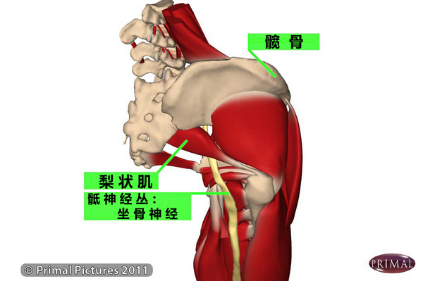 梨状肌及坐骨神经解剖示意图。图片来自：http://sportsinjuries.vivomed.co.uk。