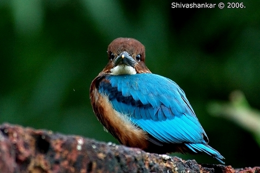 翠鸟的雏鸟（图片：Shiva Shankar/flickr）