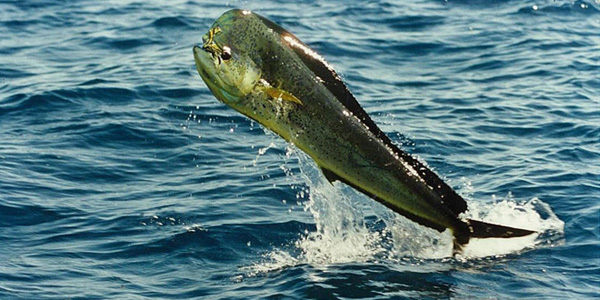 跃出海面的鲯鳅（图片：gocabrera.com）