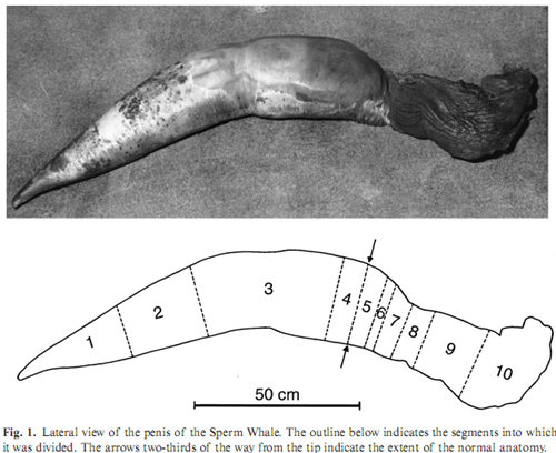 一头14.6m长抹香鲸的阴茎，长1.37m。（图片选自Bland, K.P.，2001）