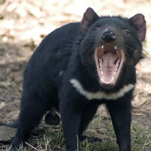 袋獾现今只分布于澳大利亚塔斯马尼亚州，这种现存最大的食肉有袋动物，脾气可是非常暴躁。图/Wiki commons