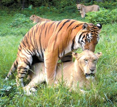 深圳野生动物园猛兽区里的狮虎山上，老虎和狮子从小在同一“幼儿园”长大，几年时光下来，也开始耳鬓厮磨乃至交配。图/xinhuanet.com