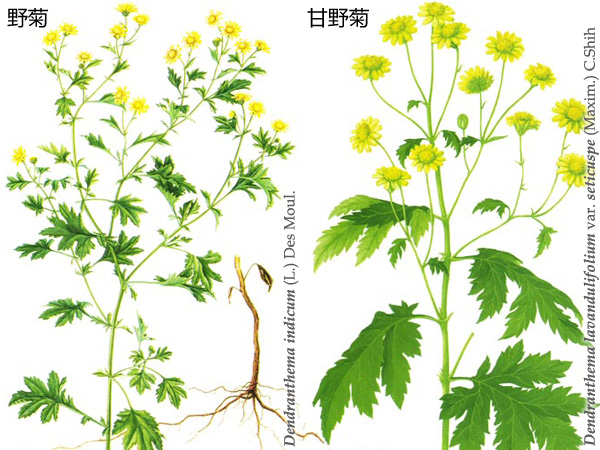 左图野菊是所有家菊的祖先，它就是英国人在舟山群岛看到的菊花，也是中国人最早看到的“黄花”。而右图甘野菊，则是一种在华北以及西北最常见到的野生菊花，它是那里秋天的主角。