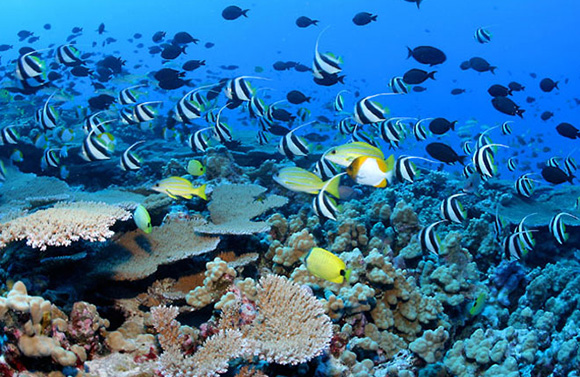 夏威夷海岸附近的珊瑚礁以及鱼群。（图片：NOAA）