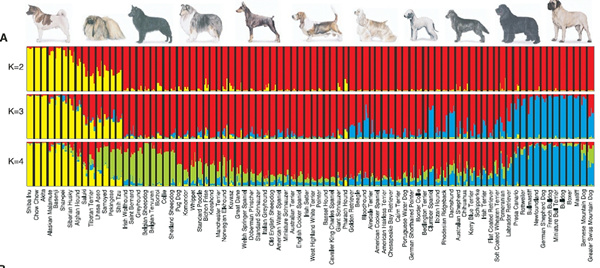 图为对85个犬种的基因组分析    图/Science