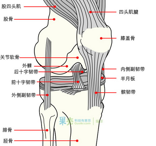 膝关节的构造。（图：Wikipedia）