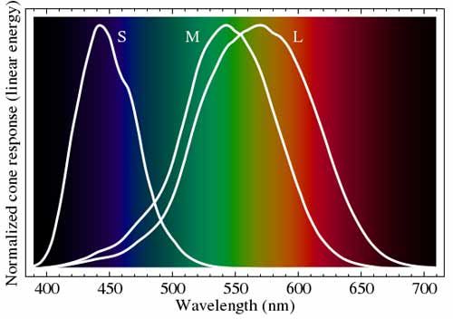 人视锥细胞感光示意图。横轴表示了不同的波长的光对映的颜色，三条白色的曲线表示了人的三种视锥细胞对不同波长光源的敏感程度。在中长波的光区，因为有两种视锥细胞（M和L），所以人能分辨出多种颜色。而在短波区只有视锥S，所以对人来说，这一区域的光只是深浅不同，并没有颜色的变化。图片来自：wikipedia.com