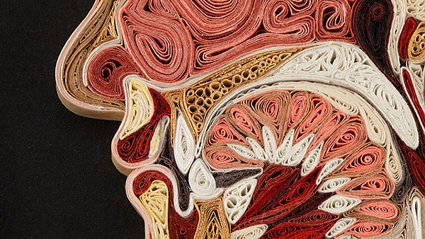丽萨 · 尼尔森用和纸 “卷” 出来的人体解剖切片