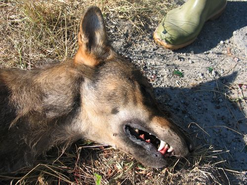 杀人犯dna让杀狼犯照样无处可逃