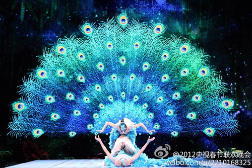 雄孔雀开屏为求偶。图：weibo.com