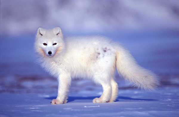 生命中有着许多故事的北极狐（不过据采访者Ent说，它也许只是被同伴薅 [hāo] 了一爪……）供图：Brage Hansen