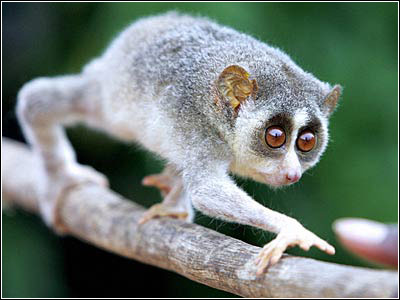 猫的爪子有毒吗