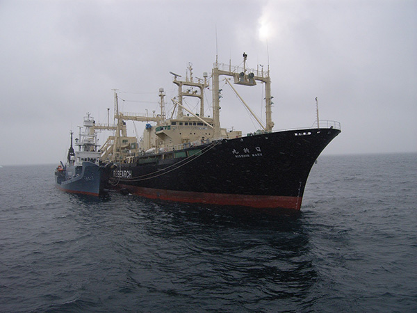 日本“日新丸”捕鲸船。（图片：icrwhale.org）