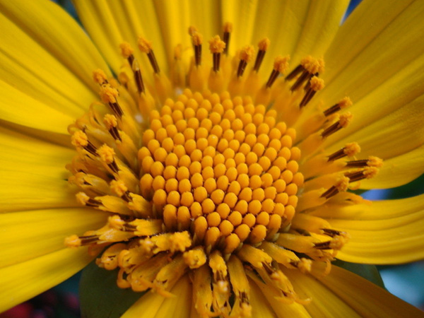 菊花的小花分为两种，一种是类似花瓣的舌状花，一种是类似米粒的管状花。