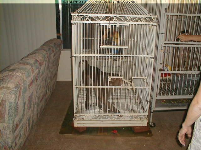 一只被关在鹦鹉笼子里的成年普通猕猴  Credit: petmonkeyinfo.org