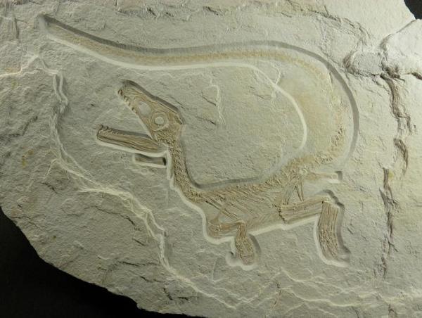 石灰岩板中的似松鼠龙（Sciurumimus）骨架。
