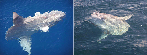 翻车鲀在海面上游泳（左）与晒太阳（右）。游泳的时候，又长又尖的背鳍露出海面，经常会使人误认为鲨鱼；而晒太阳则纯属恶意卖萌了，当然除了取暖，消灭寄生虫很有可能也是翻车鲀晒太阳行为的重要动机之一。（图片来源：Monterey Bay Aquarium Research Institute；Vanessa Tuttle, NOAA/NMFS/NWFSC/FRAMD/MF）