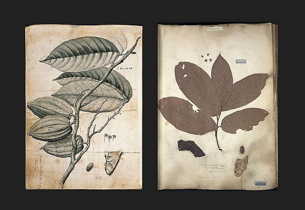 [左]可可树（埃弗哈德斯·基修斯 手绘）；[右]斯隆的可可标本，也就是牛奶巧克力的起源，目前仍完整地收藏在自然史博物馆中（大英博物馆 馆藏）