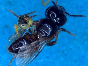 在战斗的最后，新热无刺蜂亚属士兵蜜蜂把头紧紧夹在强盗蜜蜂莫盗麦峰的翅膀上，强盗蜜蜂最后会把士兵蜜蜂的头砍下，但是却没法移开，因而无法飞翔。