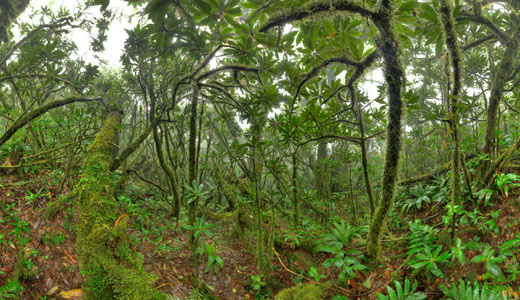 哥斯达黎加蒙特韦尔德的云雾林内长满了这些生机勃勃的绿色植物。