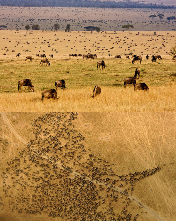 每年的角马大迁徙是非洲坦桑尼亚一道神奇、壮观的风景线。在塞伦盖蒂国家公园里，成千上万的角马都面临一次惊心动魄的旅行。