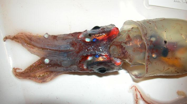 萤乌贼来自枪形目，跟大王乌贼一样也算是鱿鱼，它是自身发光的典型代表，具有复杂的表皮发光器和眼球发光器。图/nus.edu.sg