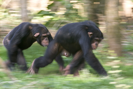 对于黑猩猩而言，看见同伴的臀部远比人类简单得太多。（图片：nationalgeographic）