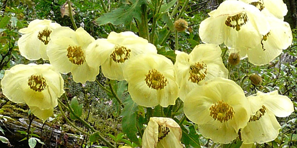 秋香罂粟，绿绒蒿的一种，产于尼泊尔附近的喜马拉雅地区。从发现至发表花费了将近50年的时间。图片来源：wikicommons