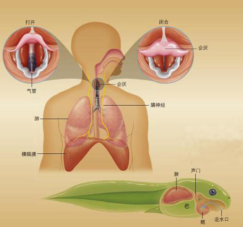 打嗝不是病 不停真要命 果壳科技有意思