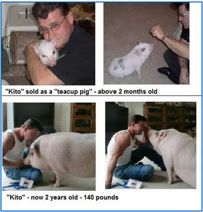2个月时，它是娇小可爱的“迷你猪”；2岁时，它成了近64公斤的货真价实的大肚猪。