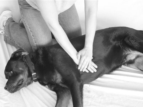 心脏按摩示意。（图片来自 http://www.findavet.us/2009/12/how-to-stop-your-dog-from-choking/）