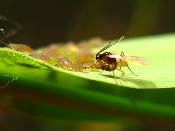 蚜茧蜂把卵产在蚜虫体内的瞬间