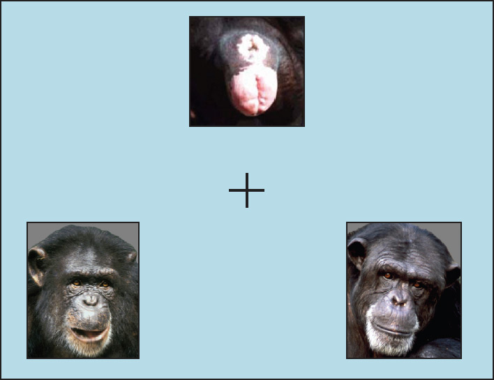 文章中使用的实验设计：给出臀部的照片，让黑猩猩选择相应的面部照片。