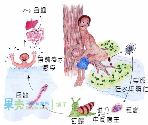 血吸虫的传染途径。图片来自：parasito-nasiri.blogfa.com。