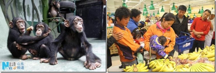 左为济南动物园的几内亚黑猩猩，右为常州方面高调策划的猩猩采购秀