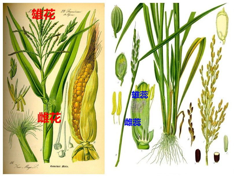 玉米的花解构与水稻的花结构比较。杂交育种中都需要去雄，在水稻上，去雄是一件极其辛苦的事。/wiki.com